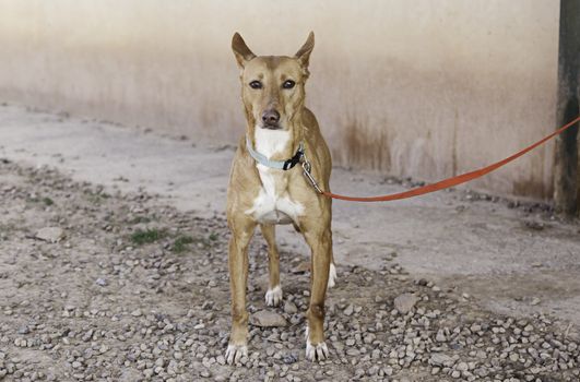 Abandoned dog, detail of a rescued animal, second chance