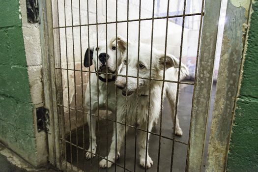 Caged and abandoned dogs, detail of street animals, animal abuse