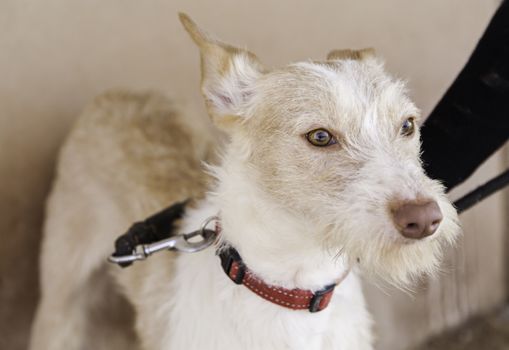 Abandoned dog, detail of a rescued animal, second chance