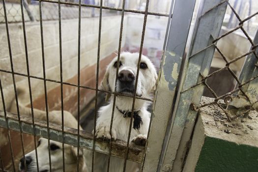 Caged and abandoned dogs, detail of street animals, animal abuse