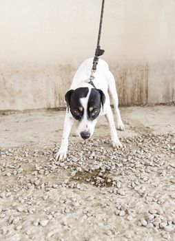 Abandoned dog, detail of a rescued animal, second chance