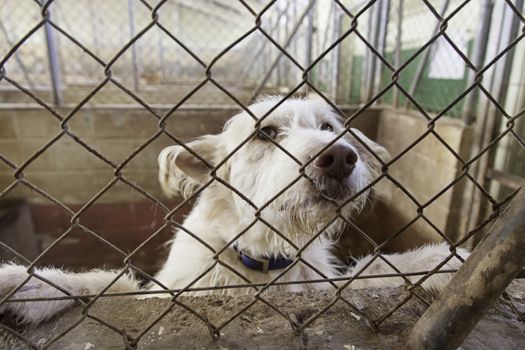 Caged and abandoned dogs, detail of street animals, animal abuse