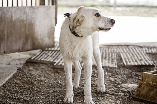 Abandoned dog, detail of a rescued animal, second chance