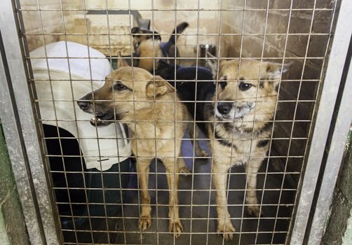 Caged and abandoned dogs, detail of street animals, animal abuse