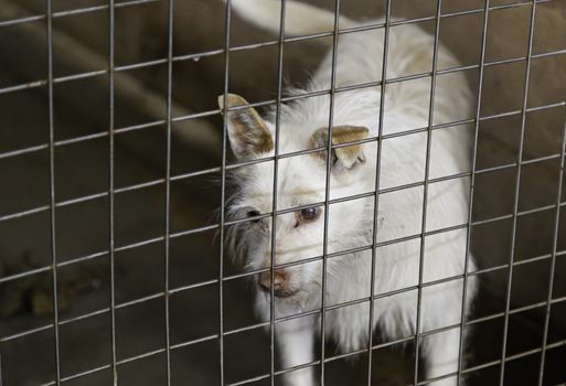 Caged and abandoned dogs, detail of street animals, animal abuse