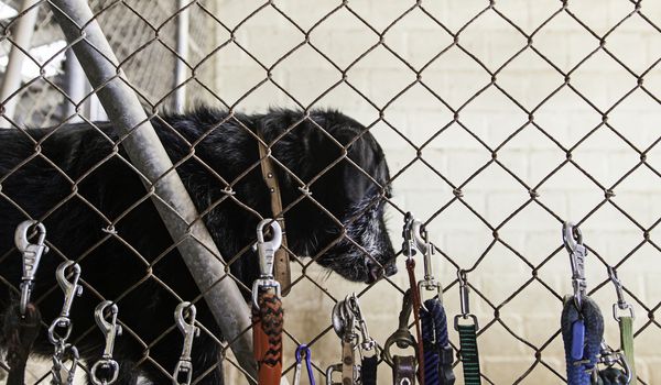 Caged and abandoned dogs, detail of street animals, animal abuse