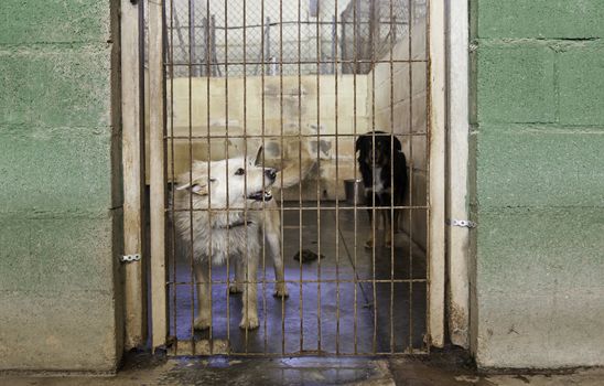 Caged and abandoned dogs, detail of street animals, animal abuse
