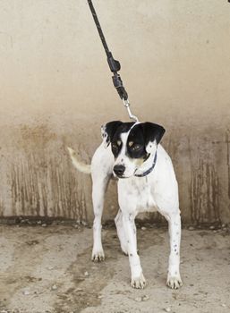 Abandoned dog, detail of a rescued animal, second chance