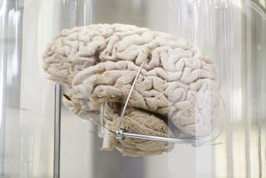 Human brain, detail of a human organ, intelligence and thought