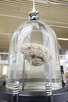 Human brain, detail of a human organ, intelligence and thought