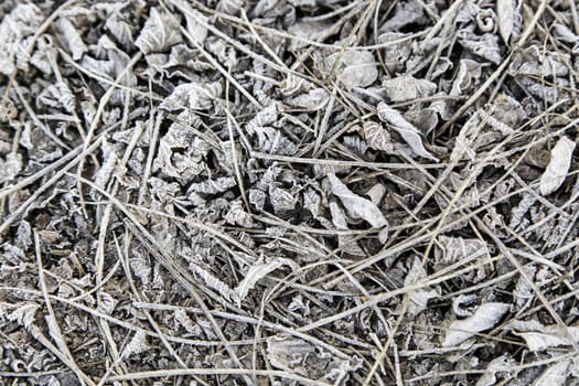 Frozen leaves, detail of a cold winter day