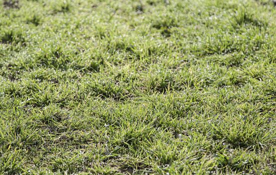 Fresh grass, detail of a green field, nature