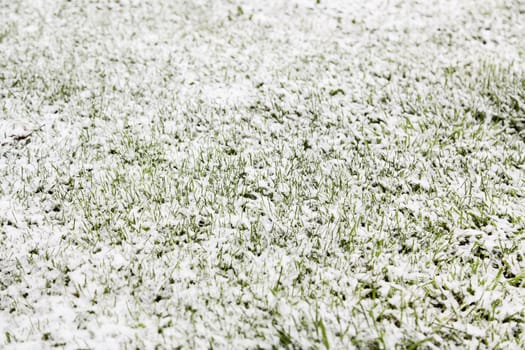 Snow on the grass, detail of a cold winter day