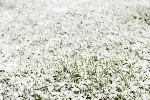 Snow on the grass, detail of a cold winter day