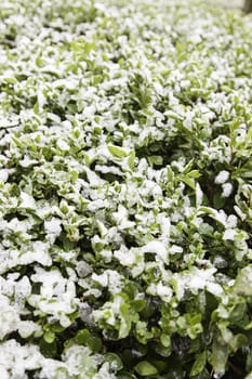 Snow on the grass, detail of a cold winter day