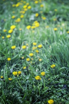 Yellow flowers in the field, detail of some flowers in the nature
