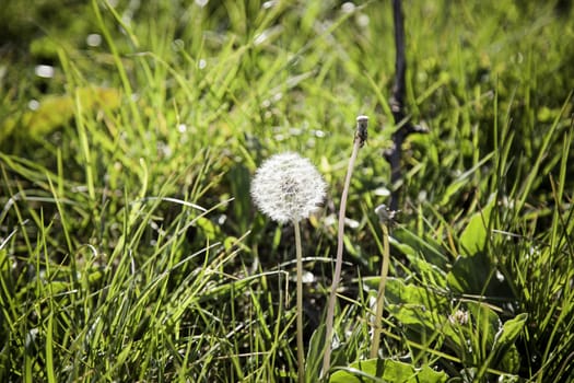 Dandelion plant, detail of a flower in the nature, spring, pollen, allergy