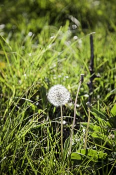 Dandelion plant, detail of a flower in the nature, spring, pollen, allergy