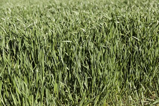 Fresh grass, detail of a green field, nature
