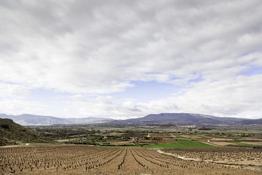 Vines in the field, detail of a field with grapes to make wine, winery