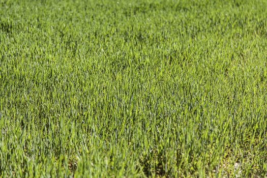 Fresh grass, detail of a green field, nature