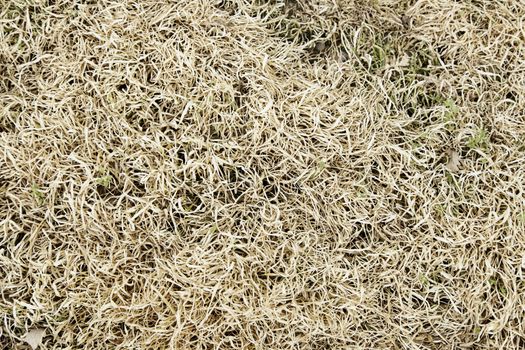 Fresh grass, detail of a green field, nature