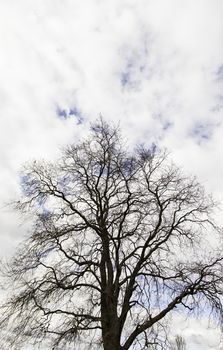 Tetric tree, detail of a tree branches, tetric, nature
