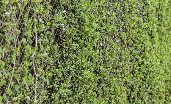 Fresh grass, detail of a green field, nature