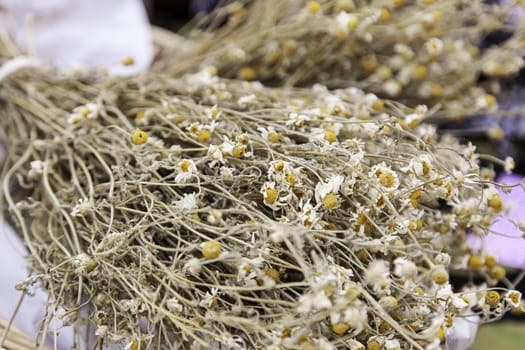 Dried chamomile, detail of an infusion, yellow flowers