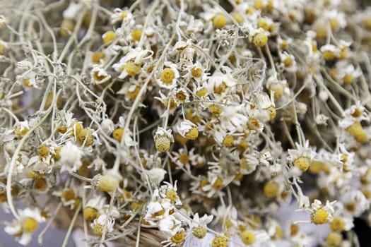 Dried chamomile, detail of an infusion, yellow flowers