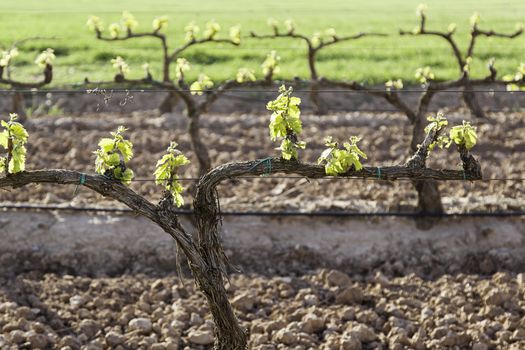 Vineyard, detail of some vineyards in the countryside, vineyards, wine