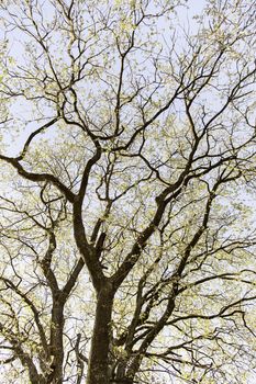 Tetric tree, detail of a tree branches, tetric, nature