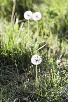 Dandelion plant, detail of a flower in the nature, spring, pollen, allergy