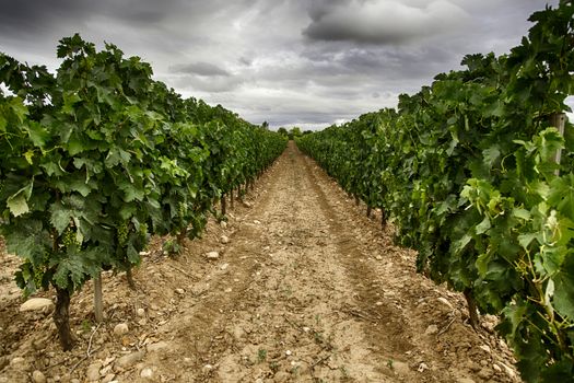 Vineyard, detail of some vineyards in the countryside, vineyards, wine
