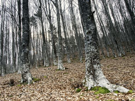 Forest, detail, an ancient forest in the nature, beauty