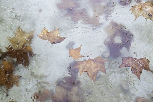 Cold water with leaves, detail of a winter day, cold