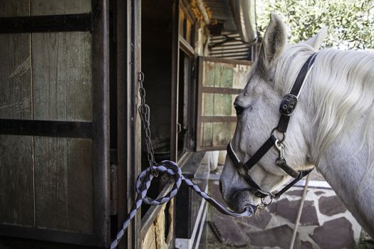 Horse in a stable, detail of a purebred horse