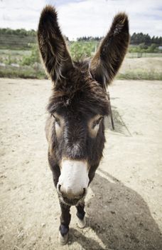Donkey on a farm, detail of a mammal animal, farm animal