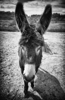 Donkey on a farm, detail of a mammal animal, farm animal