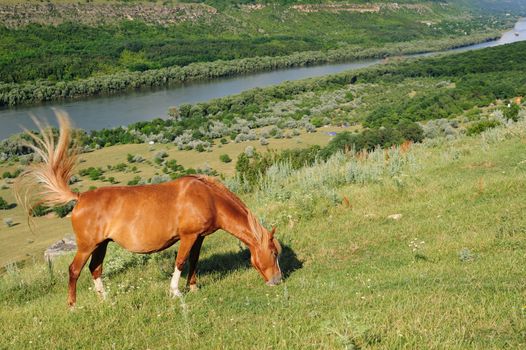 Red horse with long mane grazing at meadow