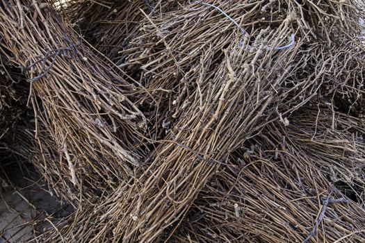 Branches of vines, detail of branches to make embers for roasting