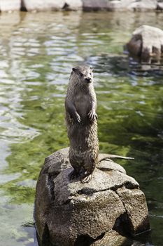 Otter in the water, detail of a wild animal, nature
