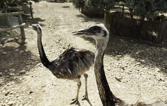 Ostriches in nature, detail of giant birds, life in nature
