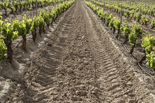 Vineyard, detail of some vineyards in the countryside, vineyards, wine