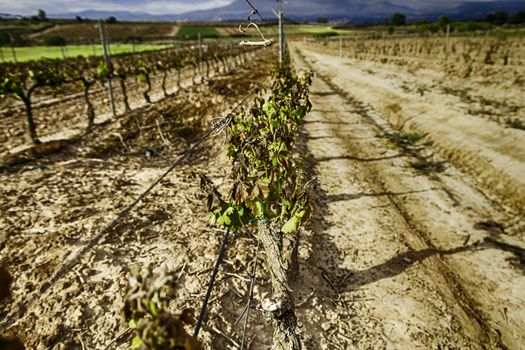 Vineyard, detail of some vineyards in the countryside, vineyards, wine