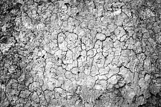 Dry land in a field, detail of a drought, climate damage, catastrophe, textured background