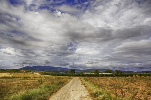 Field landscape, detail of a field in nature, environment