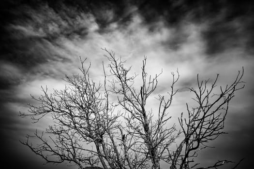 Tree in nature, detail of a forest, green nature