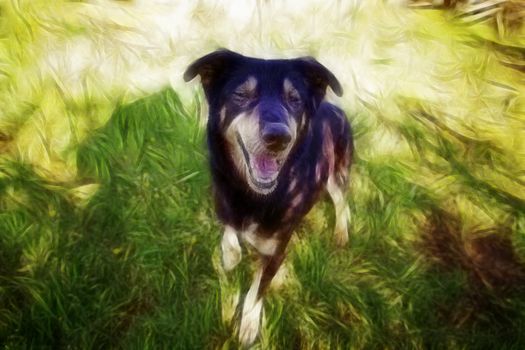 Happy dog, detail of a happy dog, pet