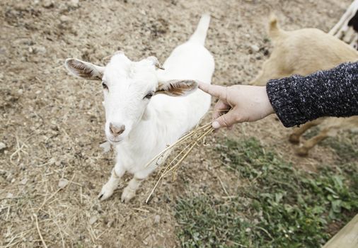 Fondling a goat on a farm, detail of a mammal, large producer